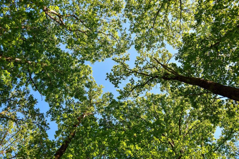 Tsurumi Pump Trees blue sky